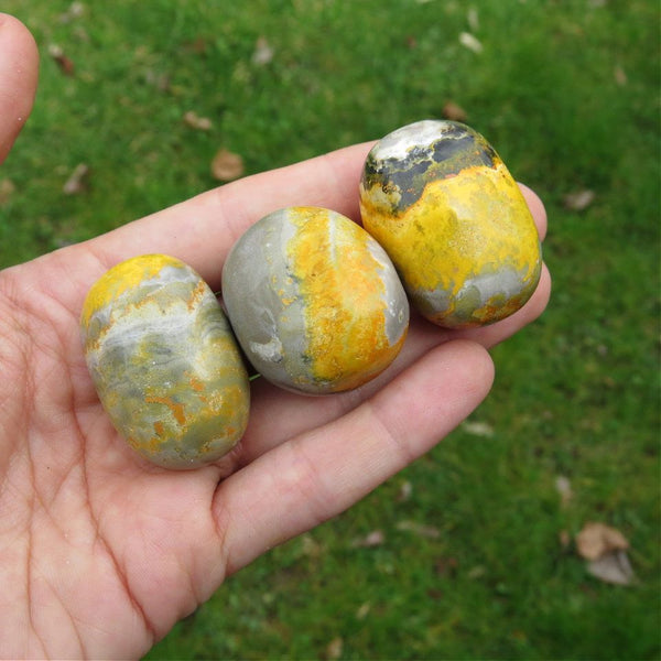 Bumble Bee Jasper