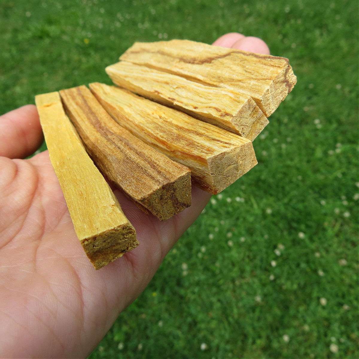 Palo Santo Stick for Smudging 4" | Natural Incense | Holy Wood