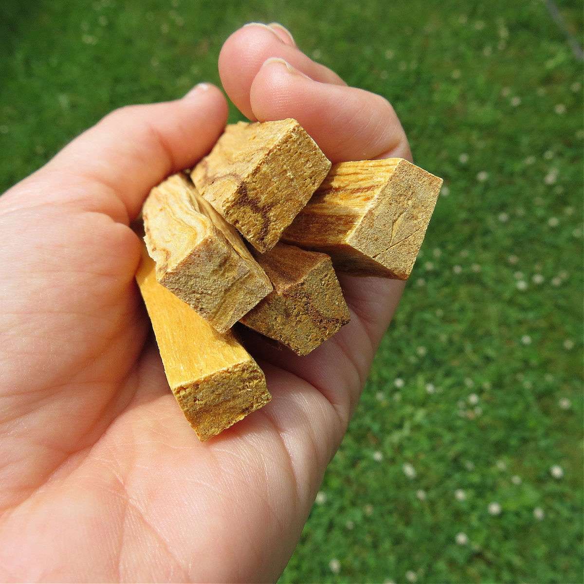 Palo Santo Stick for Smudging 4" | Natural Incense | Holy Wood