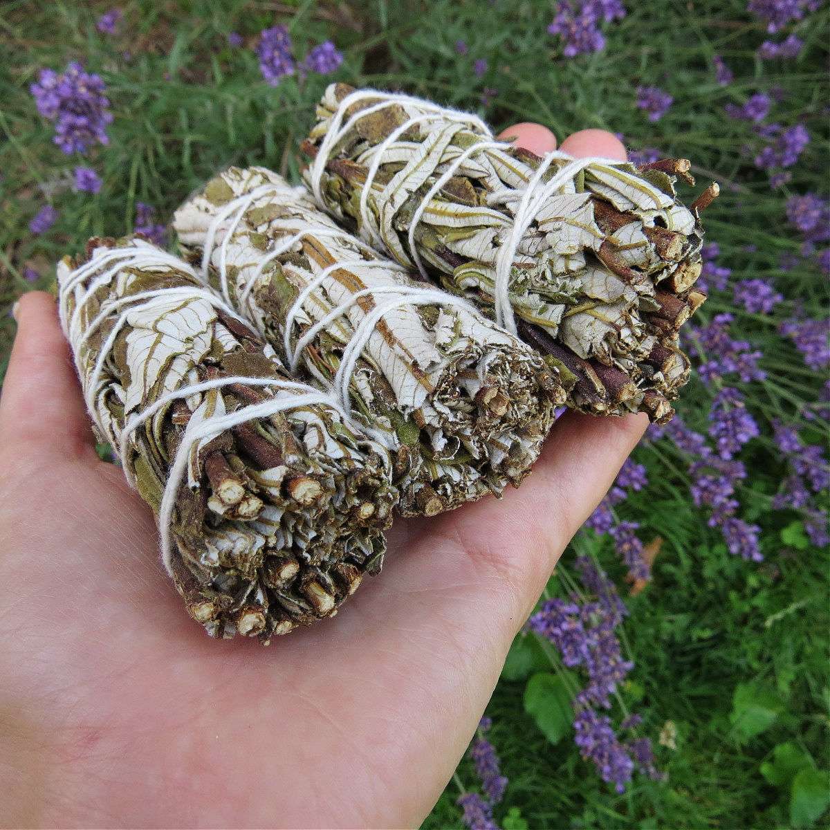 Yerba Santa Smudge Stick 4" | Holy Herb Bundle