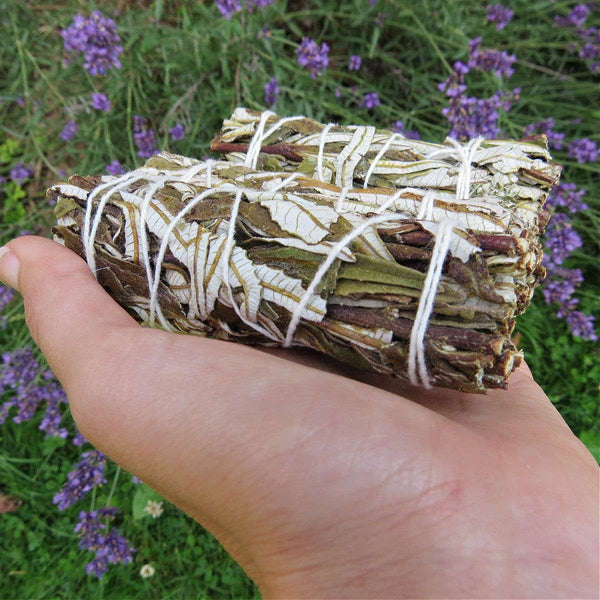 Yerba Santa Smudge Stick 4" | Holy Herb Bundle